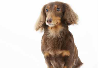 愛犬にこんな症状ありませんか