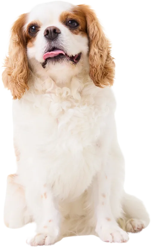 ごとふ動物病院のキャバリア